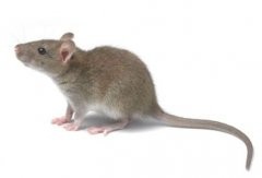 灭鼠公司解答不同场所的鼠药投放要求