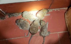 科学开展秋季灭鼠工作 降低来年鼠害密度